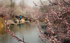 2018北京植物园桃花节门票价格+时间+地点