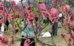 深圳看花的地方和公园有哪些推荐