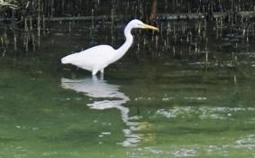 深圳湾一日游 深圳湾观鸟游记