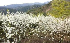 重庆梨花山游记 梨花山游玩攻略