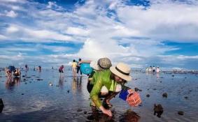 大连赶海会遇到哪些海生物